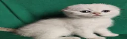 Scottish gatti in vendita: Cuccioli Scottish fold e straight pedigree ENFI - Annuncio 4
