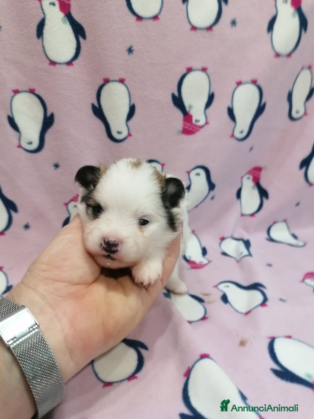 Volpino Pomerania cani in vendita: Volpino Pomerania  - Annuncio 3