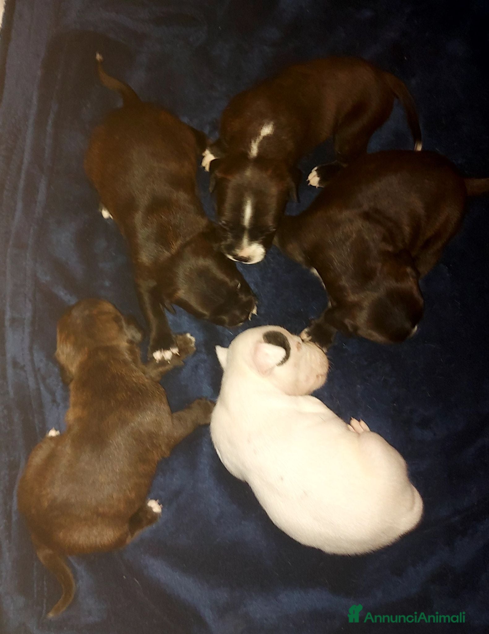 Staffordshire cani STAFFORDSHIRE BULL TERRIER  - Annuncio 2