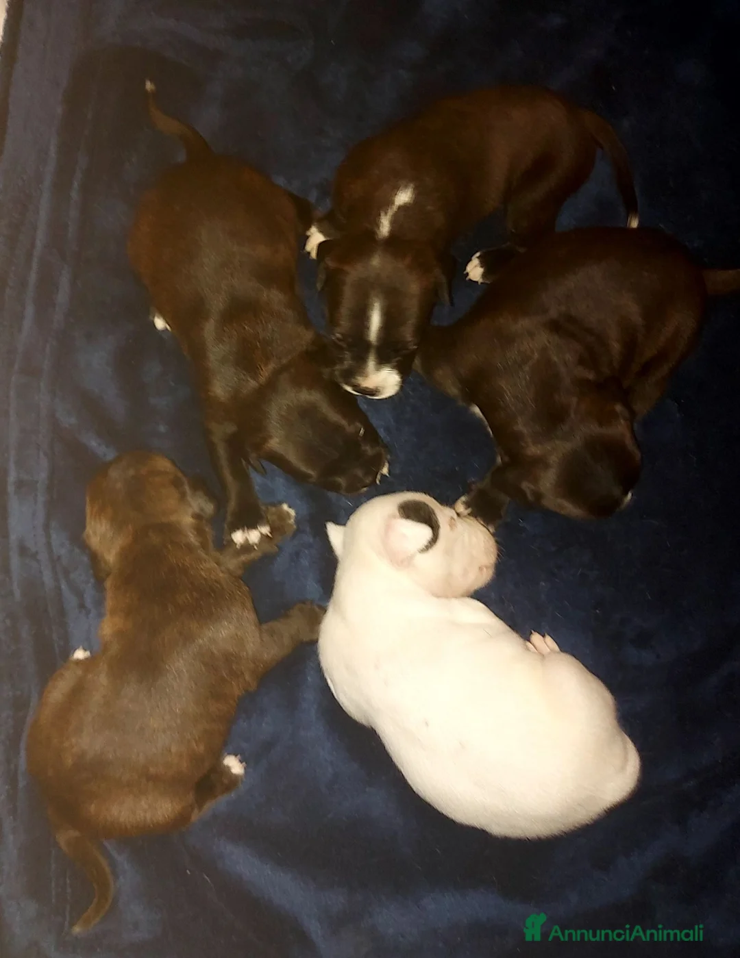 Staffordshire cani in vendita: STAFFORDSHIRE BULL TERRIER  - Annuncio 1