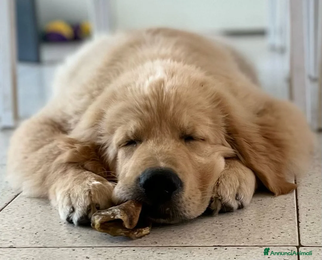 Immagine della galleria {{count}}