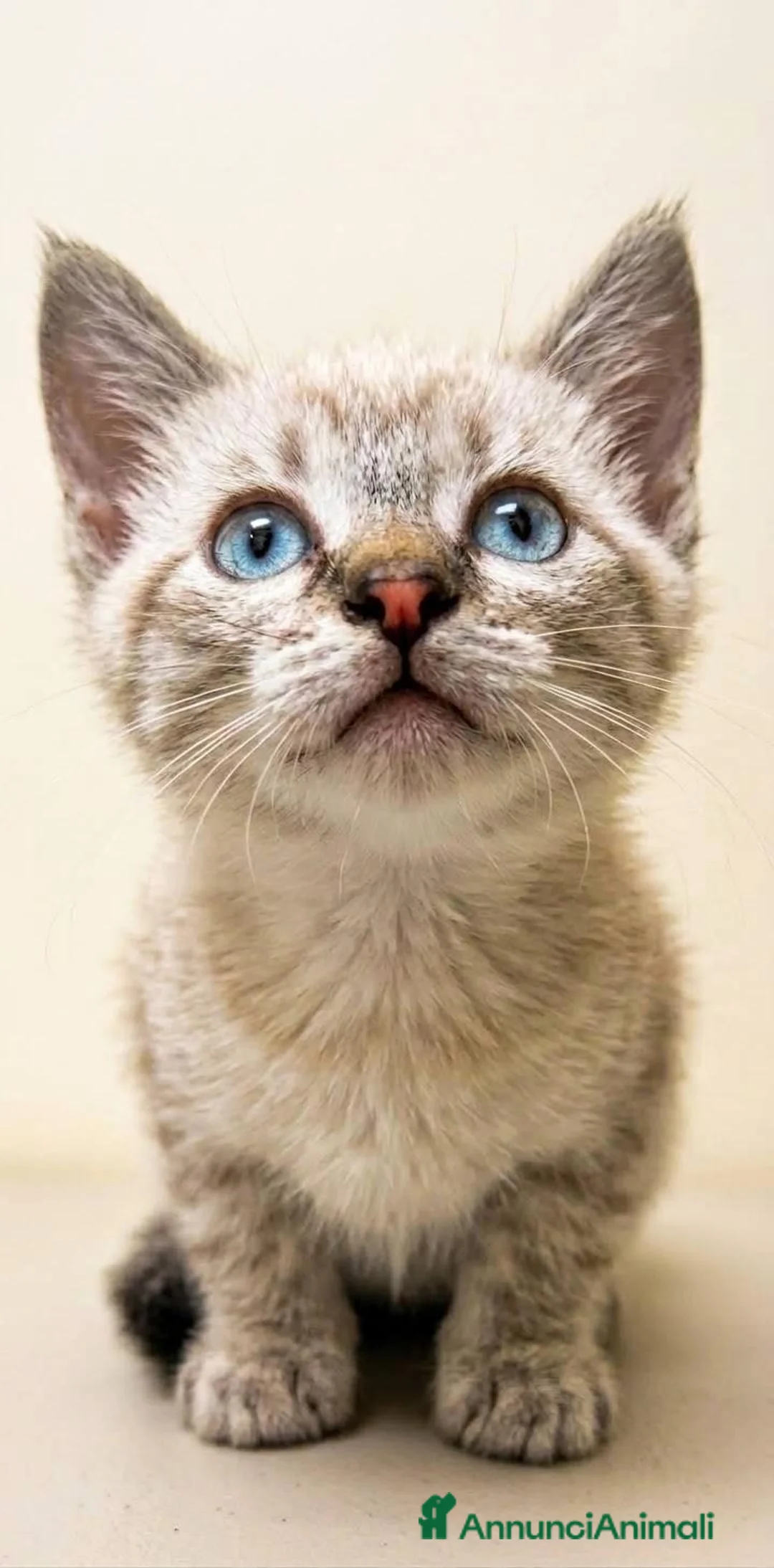 Siamese gatti in vendita: Gattini siamesi tabby  - Annuncio 3