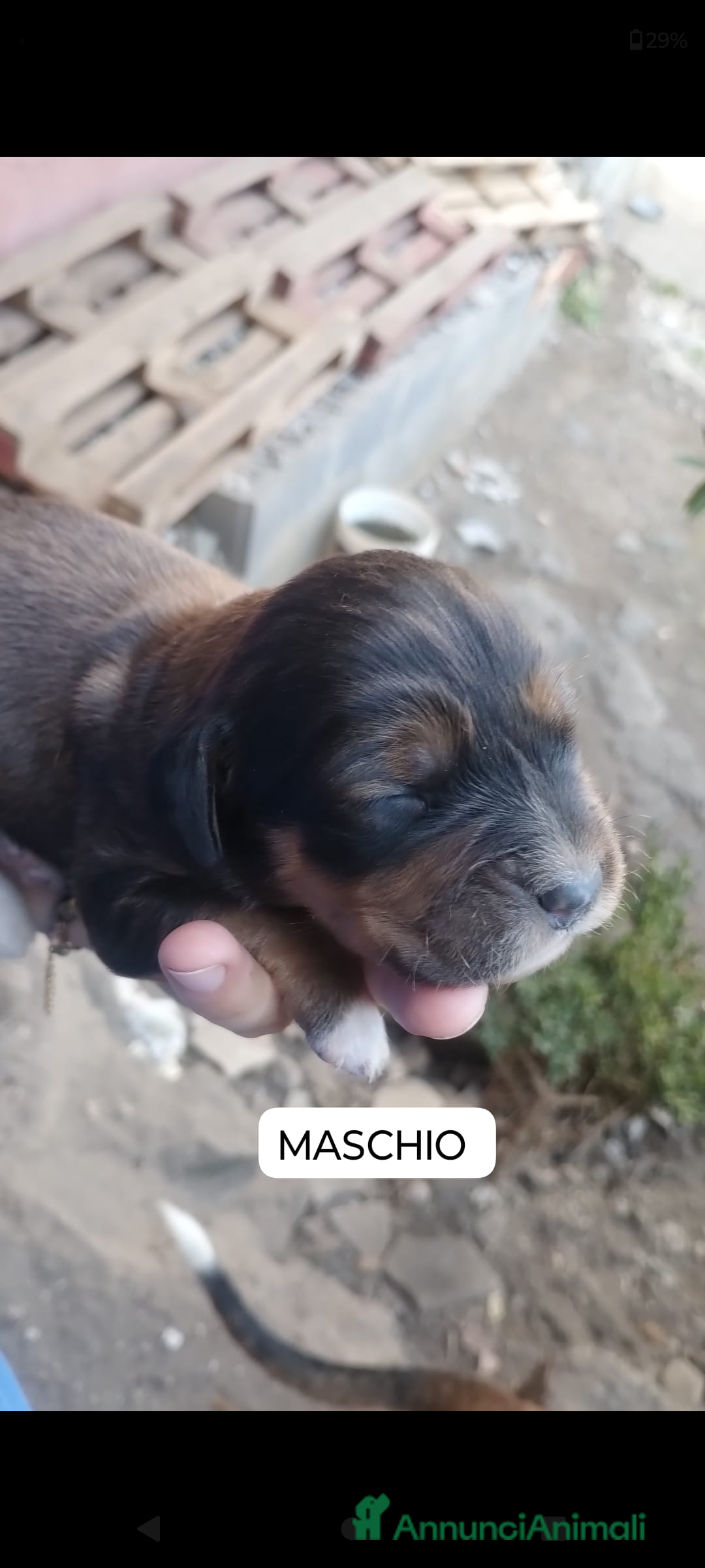 Meticcio cani in regalo: Regalo cuccioli - Annuncio 4