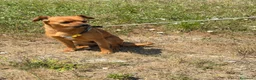 Meticcio cani in regalo: Jaja  a Provincia di Reggio Emilia - Annuncio 2