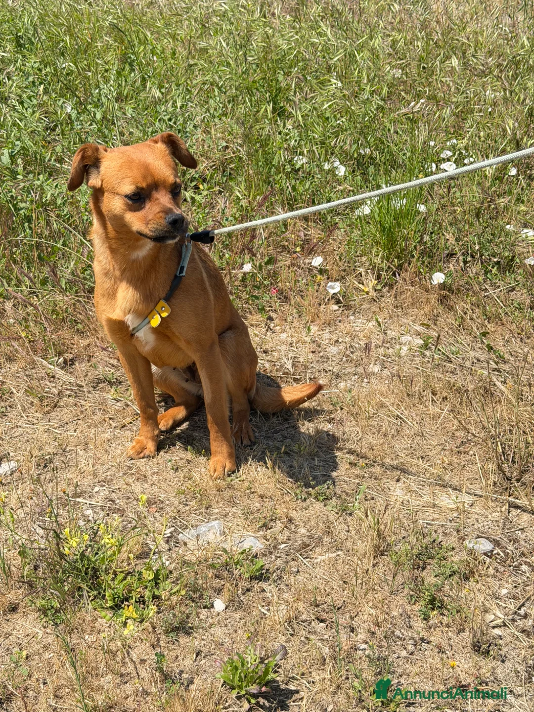 Meticcio cani in regalo: Jaja  a Provincia di Reggio Emilia - Annuncio 2
