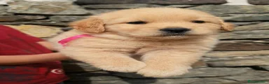 Golden Retriever Cucciolo 1