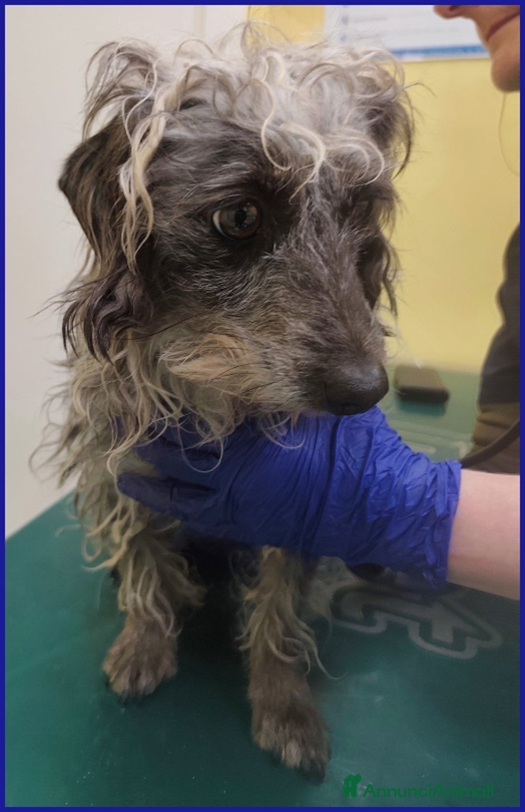 Bassotto cani in regalo: SHENZI SIMIL BASSOTTINA TG PICCOLA, 5 ANNI, CERCA  - Annuncio 6