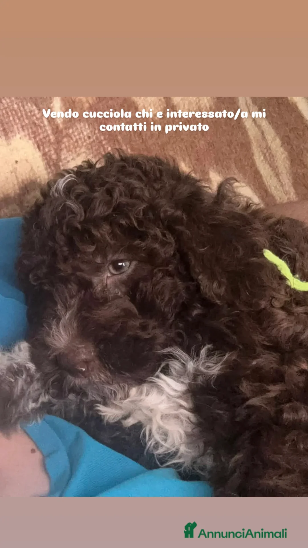 Altre razze cani in vendita: Cuccioli a Città metropolitana di Palermo - Annuncio 2