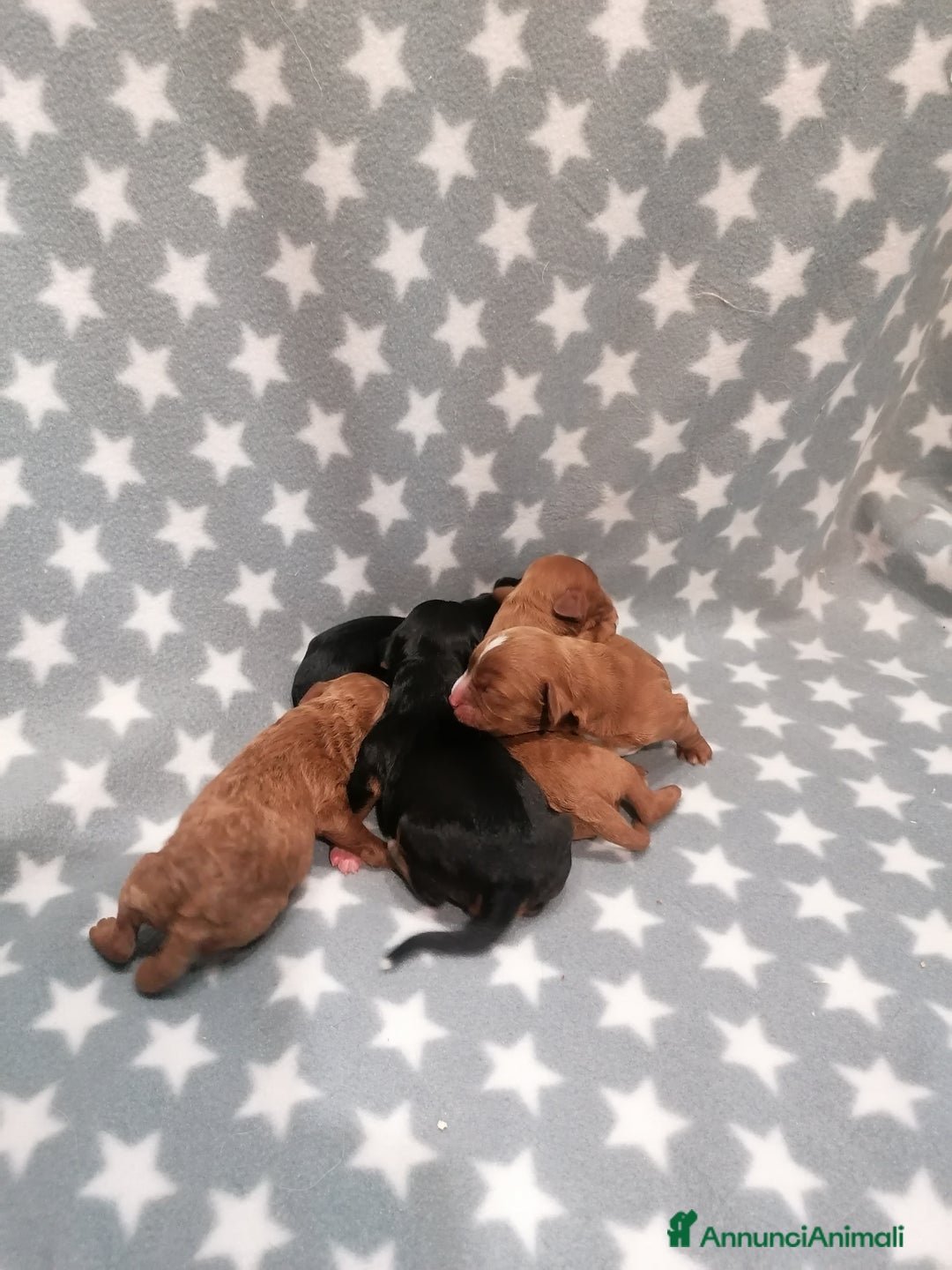 Meticcio cani in vendita: Cavapoo cuccioli - Annuncio 10