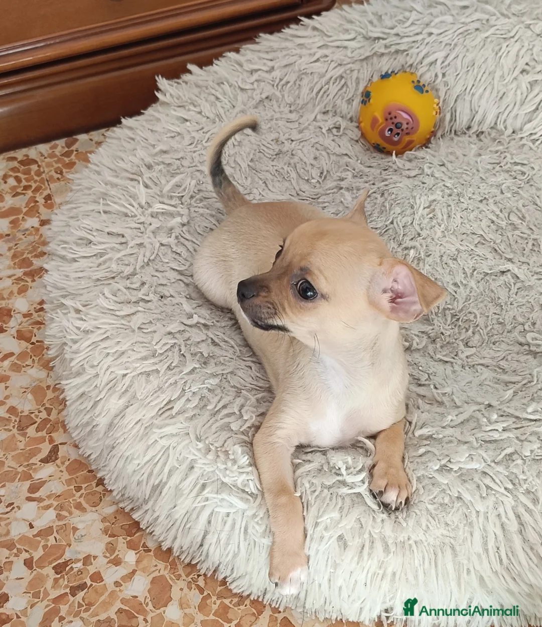 Chihuahua cani in vendita: Chihuahua - Annuncio 1