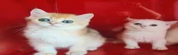 Scottish gatti in vendita: Cuccioli Scottish fold, Scottish striaght pedigree - Annuncio 2
