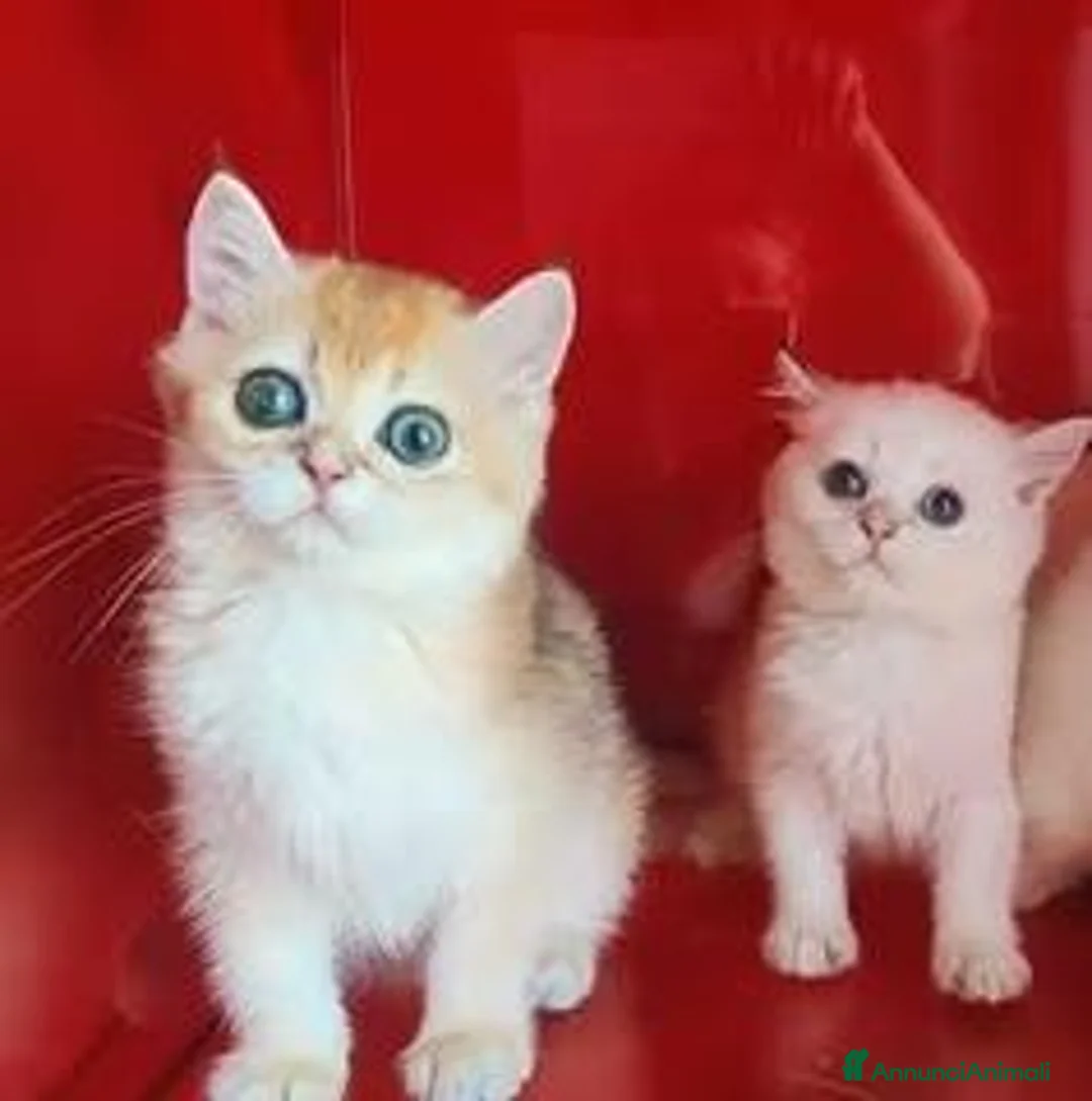 Scottish gatti in vendita: Cuccioli Scottish fold, Scottish striaght pedigree - Annuncio 2