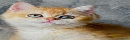 British gatti in vendita: Meravigliosi cuccioli di british shorthair - Annuncio 6
