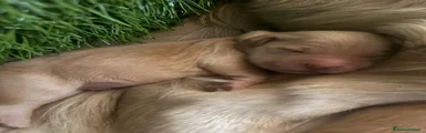 Golden Retriever 4