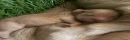 Golden Retriever cani in vendita: Golden linea inglese  - Annuncio 5