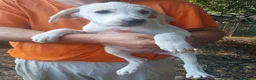 Pastore Asia Centrale cani in vendita: Cuccioli Cane da Pastore dell'Asia Centrale - Annuncio 11