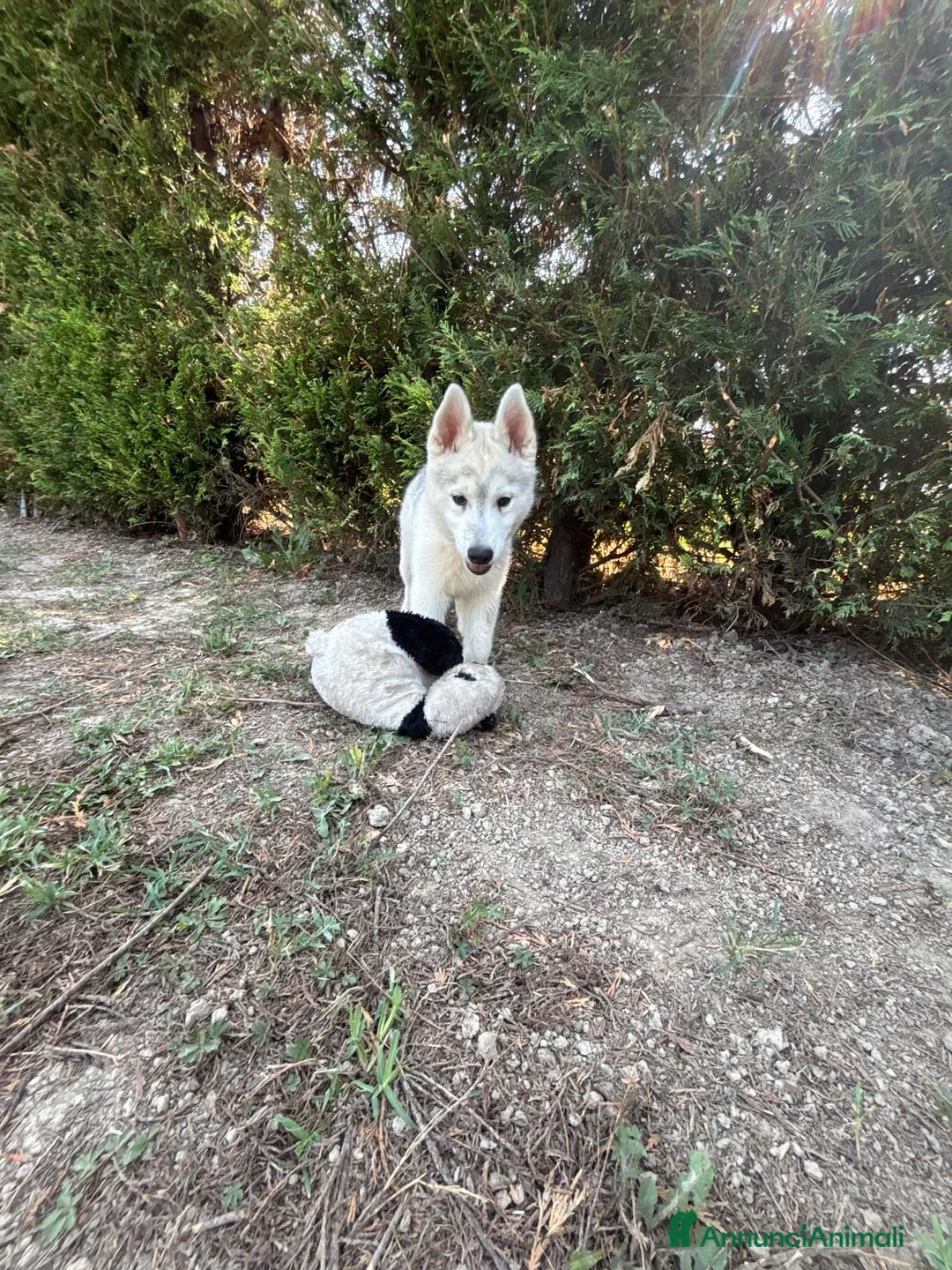 Husky cani in vendita: Cuccioli di Siberian husky con pedigree  - Annuncio 2