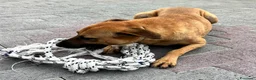 Meticcio cani in regalo: ARGO, APRI IL TUO CUORE PER LUI - Annuncio 10