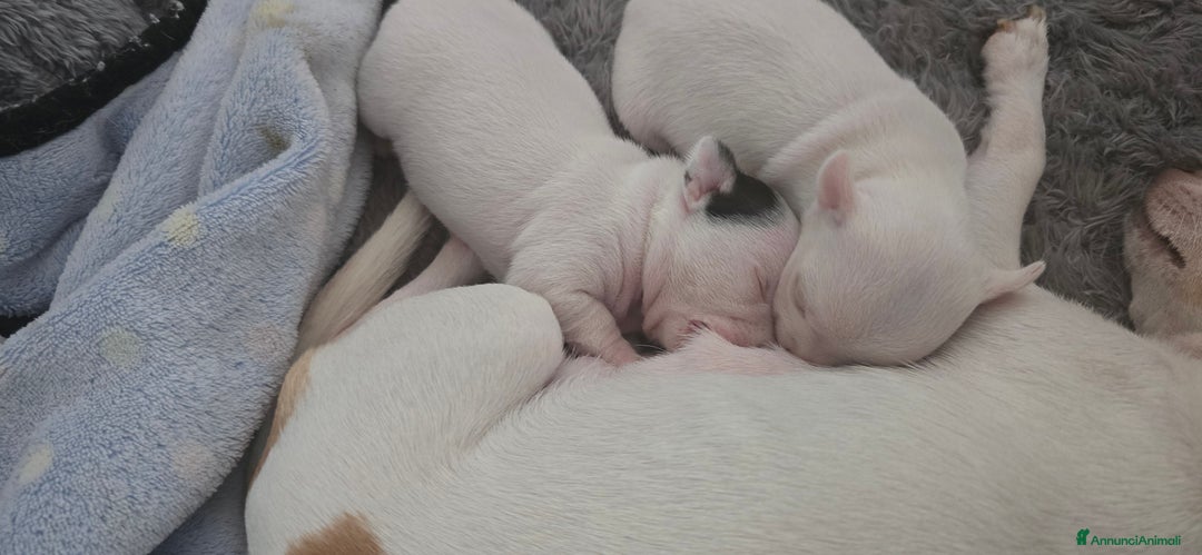 Chihuahua cani in vendita: Cuccioli di chihuahua - Annuncio 11