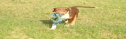 Pitbull cani in vendita: Cuccioli di Pit Bull anche a rate - Annuncio 34