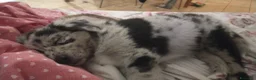 Border Collie cani in regalo: pastore australiano e border collie a Provincia di Monza e della Brianza - Annuncio 2