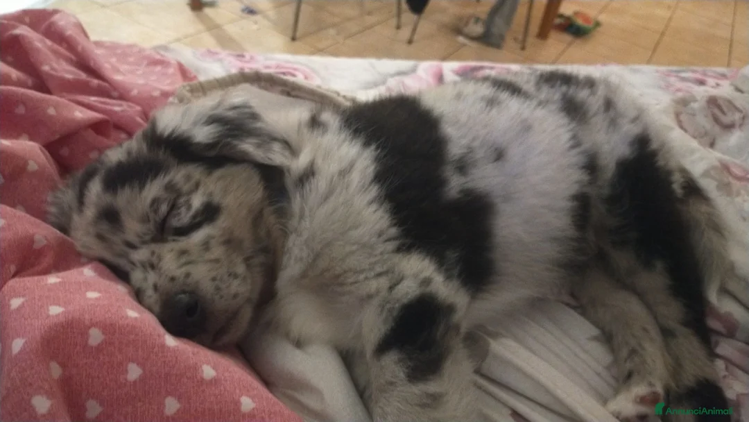 Border Collie cani in regalo: pastore australiano e border collie a Provincia di Monza e della Brianza - Annuncio 2