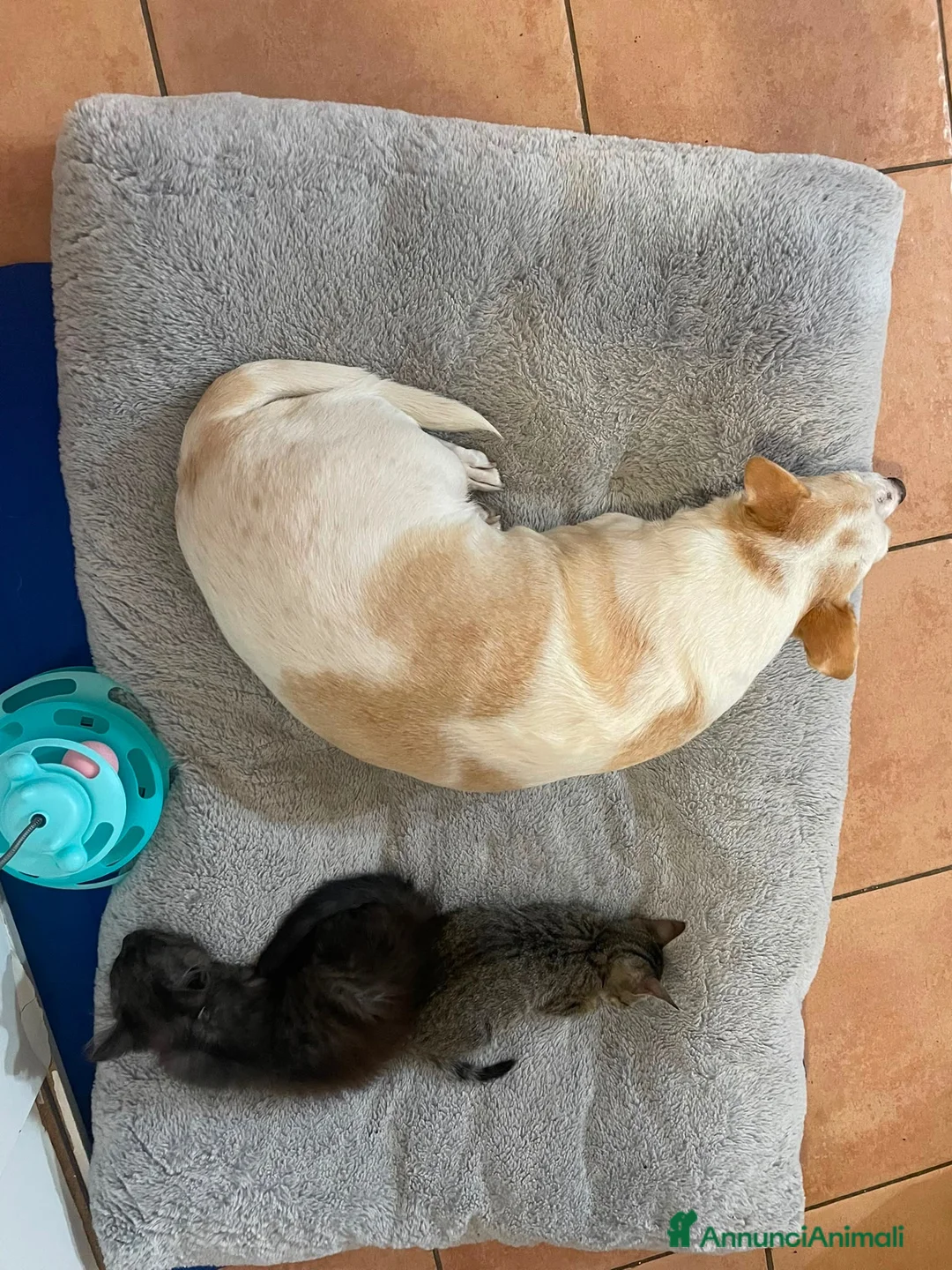 Europeo gatti in regalo: Moky dolcissimo micino tigrato nero - Annuncio 2