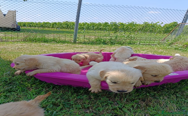 Golden Retriever cani a Provincia di Padova - Annuncio 9
