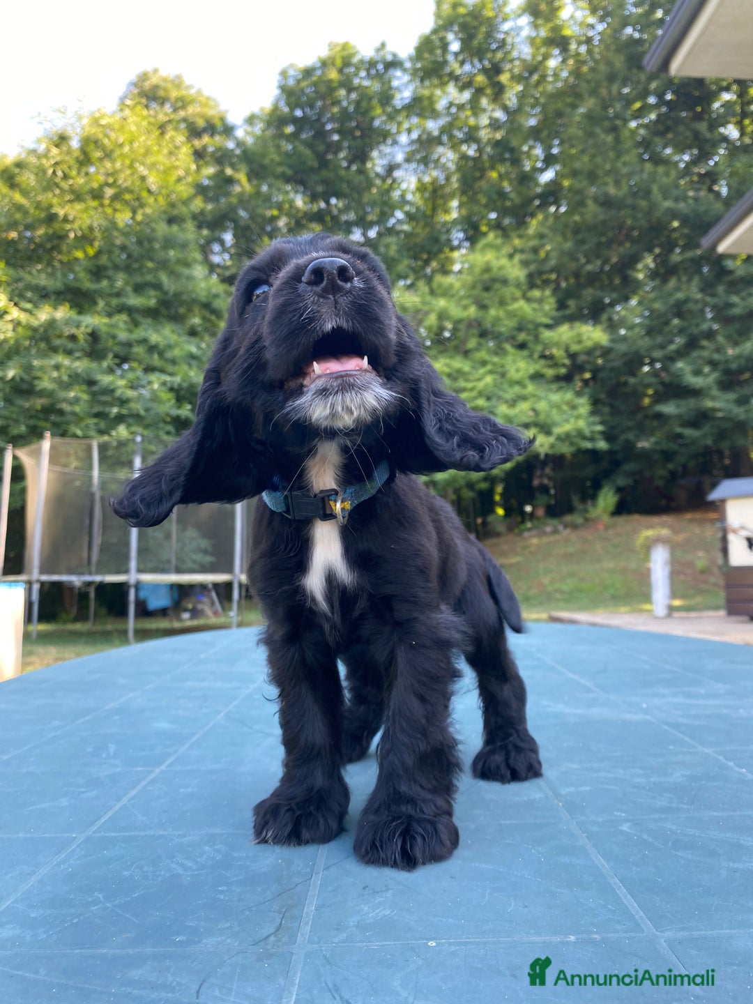 Cocker cani in vendita: Cuccioli di Cocker Spaniel Inglese a Provincia di Frosinone - Immagine 3