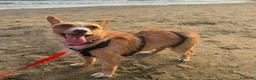 Meticcio cani in regalo: Agata dolce cagnolina taglia piccola cerca casa  - Annuncio 2