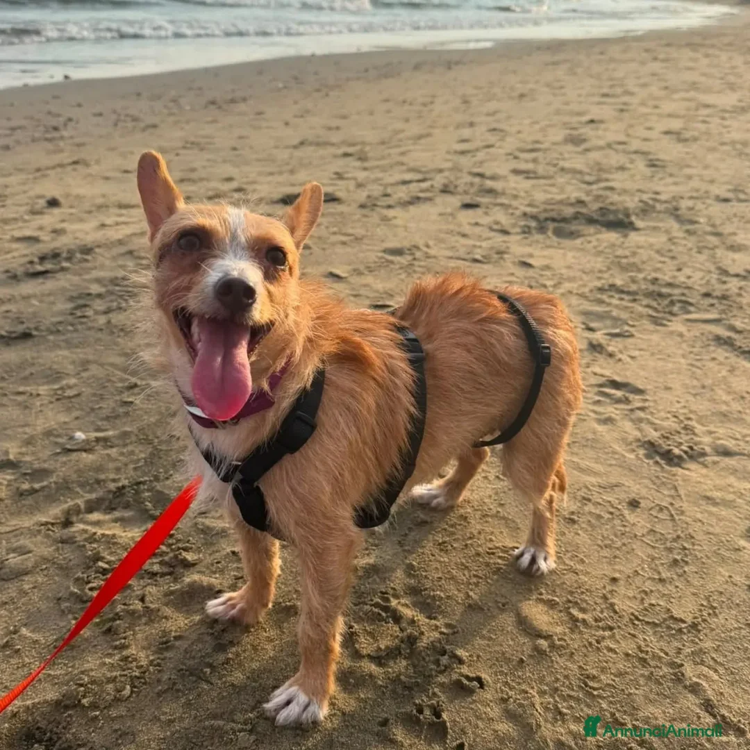 Meticcio cani in regalo: Agata dolce cagnolina taglia piccola cerca casa  - Annuncio 2