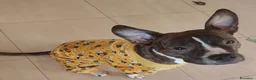 Altre razze cani in regalo: Bellissima amstaff cerca casa - Annuncio 2
