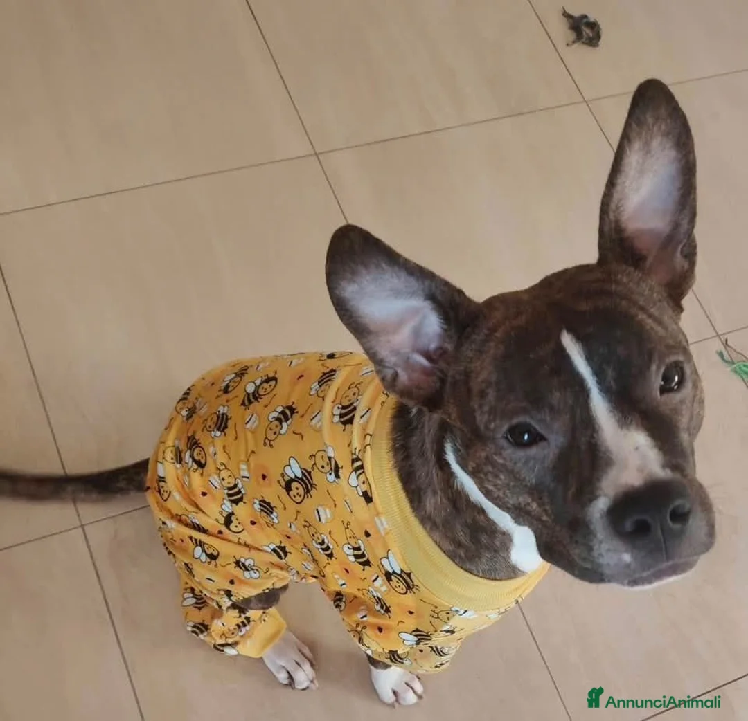 Altre razze cani in regalo: Bellissima amstaff cerca casa - Annuncio 2