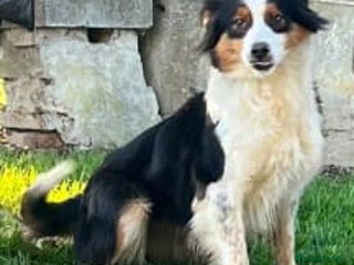 Australian Shepherd cani Femmina di pastore australiano - Annuncio 1
