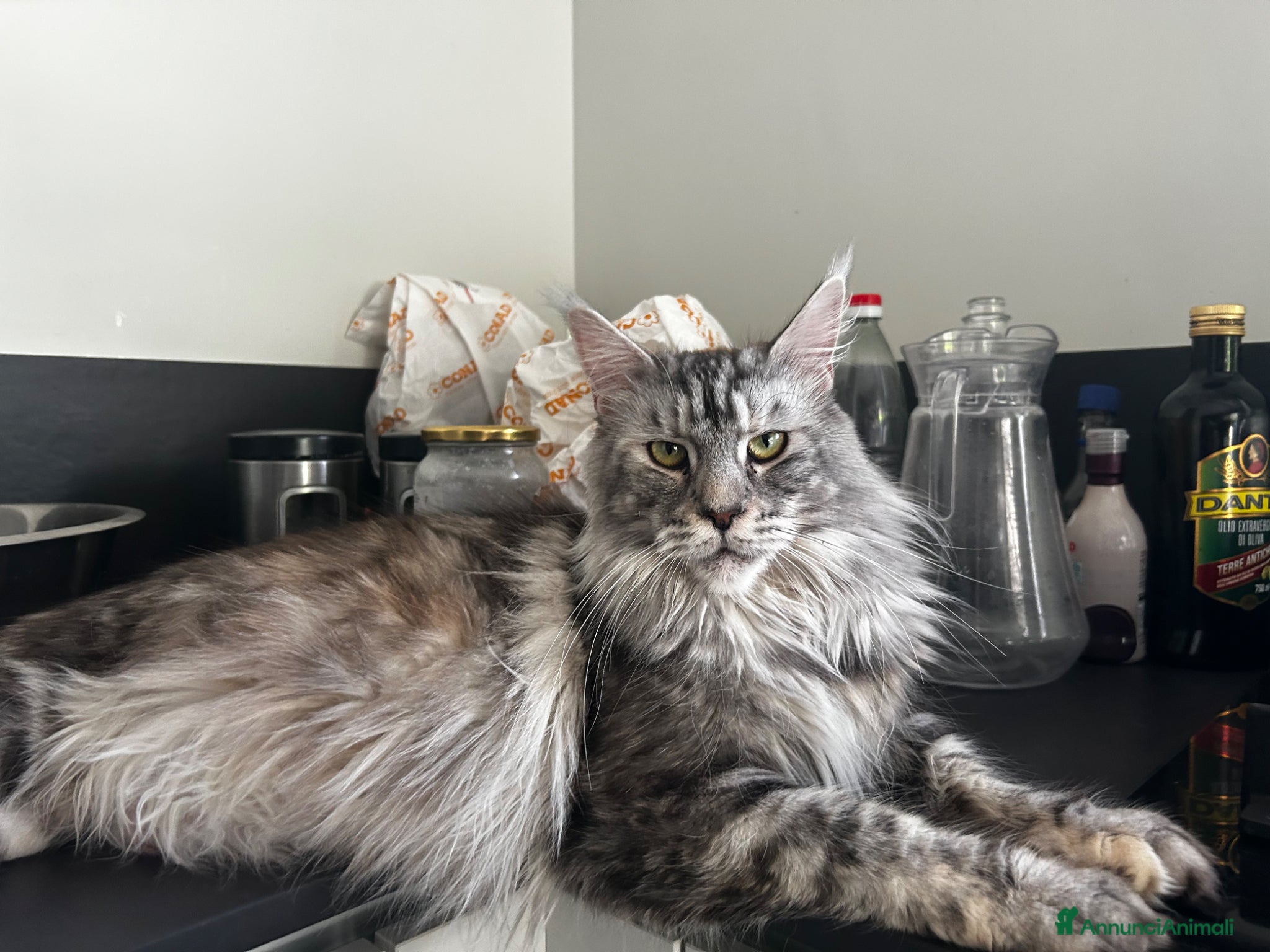 Maine Coon gatti Prenotazione cuccioli Maine Coon  - Annuncio 4