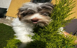 Yorkshire cani in vendita: Maschi di Yorkshire biewer  a Provincia di Bergamo - Immagine 2