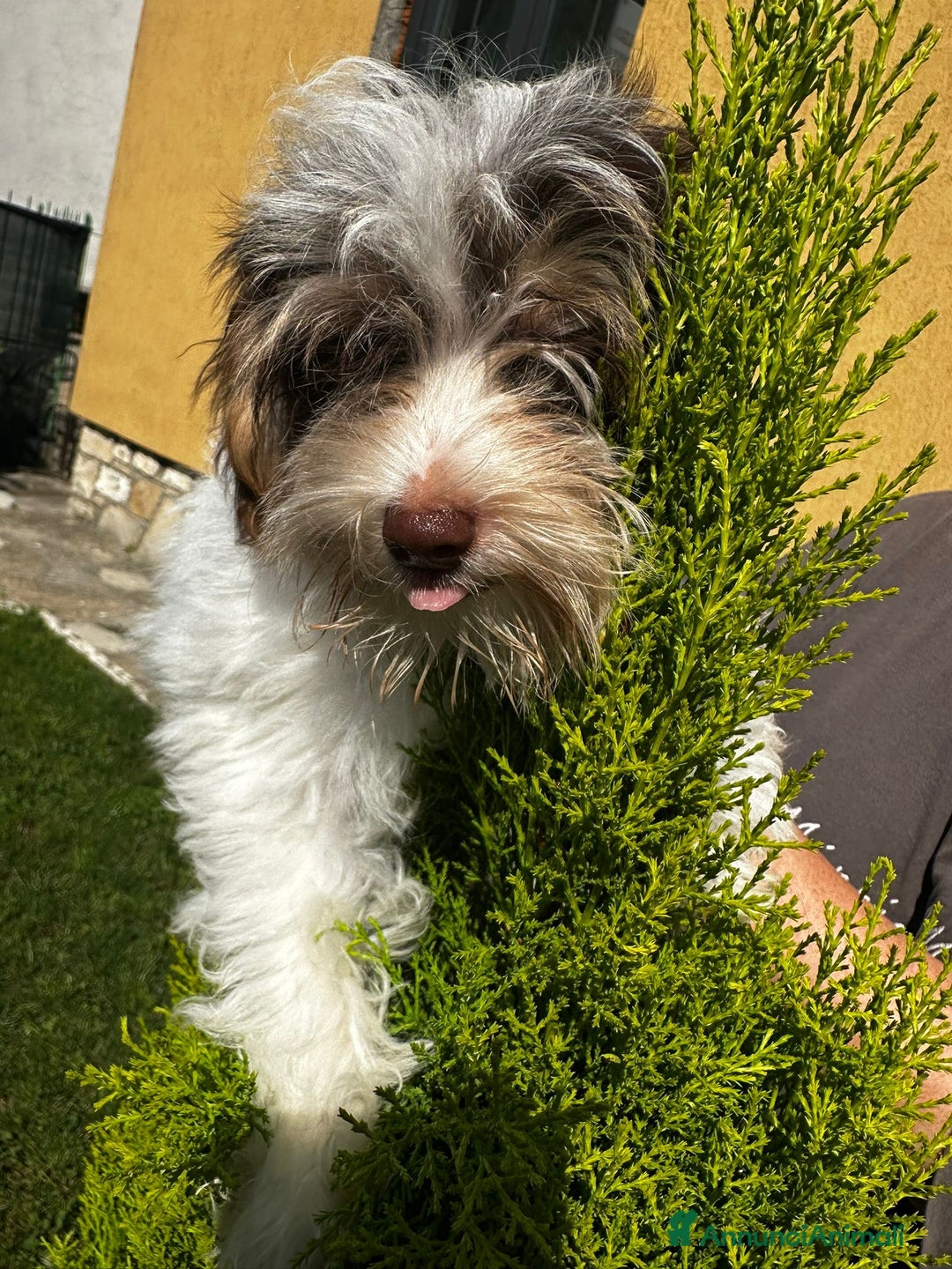 Yorkshire cani in vendita: Maschi di Yorkshire biewer  a Provincia di Bergamo - Immagine 2