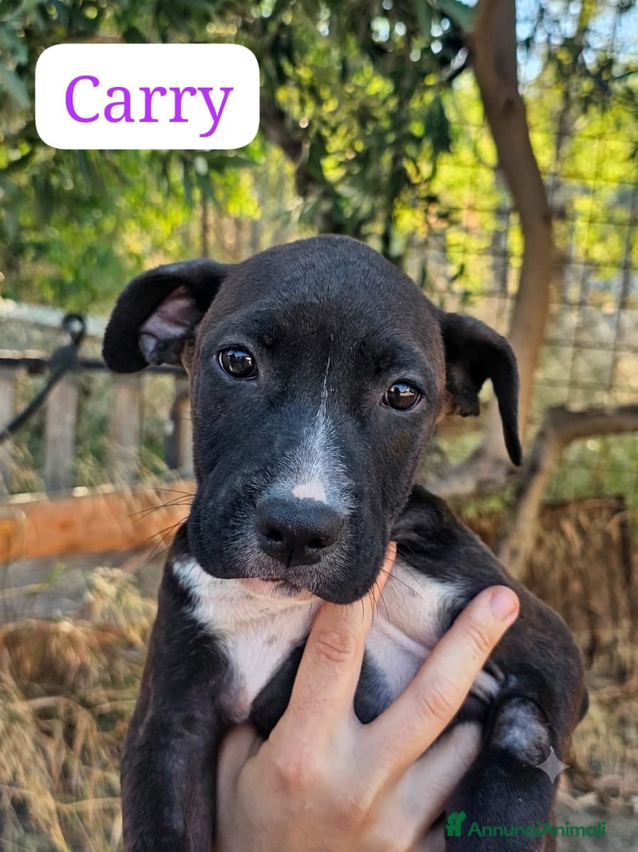 Meticcio cani Carry - Annuncio 17
