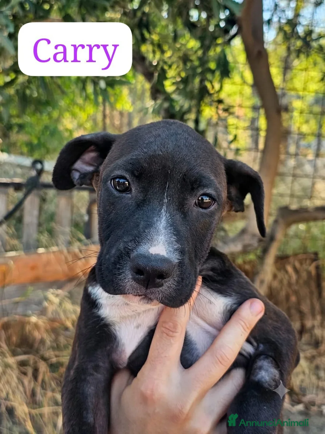 Meticcio cani in regalo: Carry - Annuncio 1