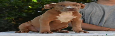 American Bully 5