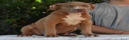 American Bully cani in vendita: Cucciole di American Bully XL. - Annuncio 12