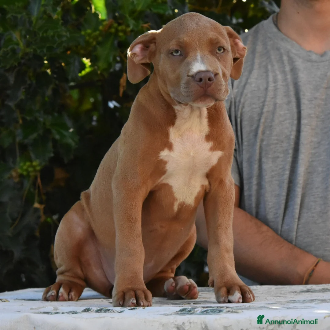 American Bully cani in vendita: Cucciole di American Bully XL. - Annuncio 12