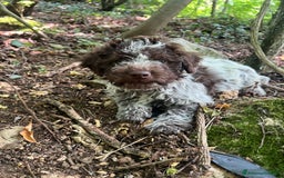 Lagotto cani in vendita: Lagotto Romagnolo maschio a Provincia di Verona - Immagine 3