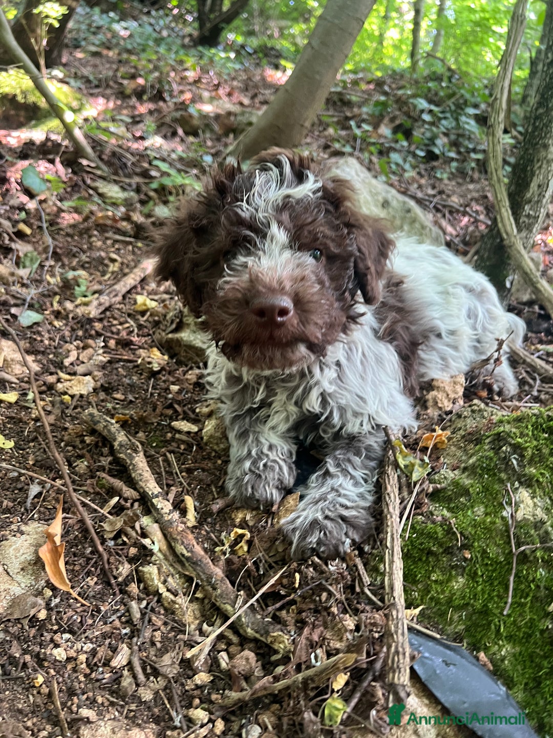 Lagotto cani in vendita: Lagotto Romagnolo maschio a Provincia di Verona - Immagine 3