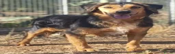 Meticcio cani in regalo: Lois adorabile cucciolone - Annuncio 2