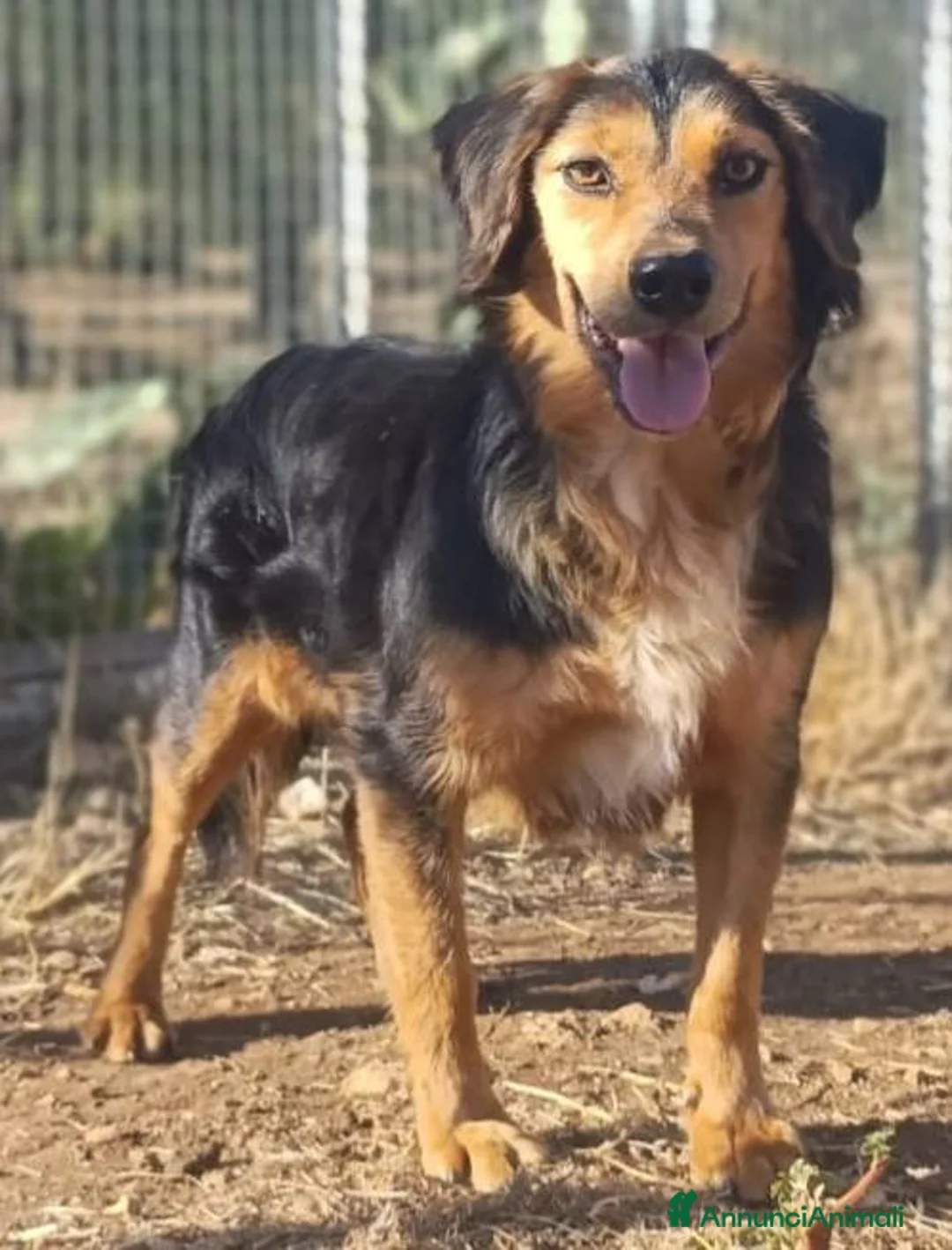 Meticcio cani in regalo: Lois adorabile cucciolone - Annuncio 2