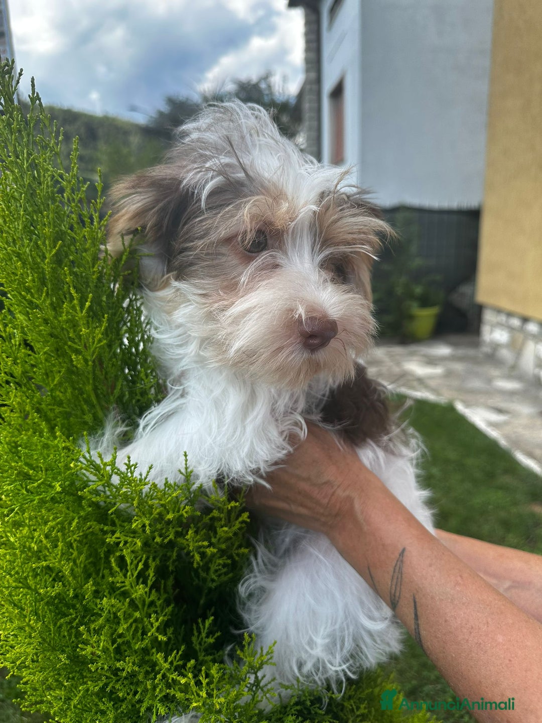 Yorkshire cani in vendita: Maschi di Yorkshire biewer  a Provincia di Bergamo - Immagine 9