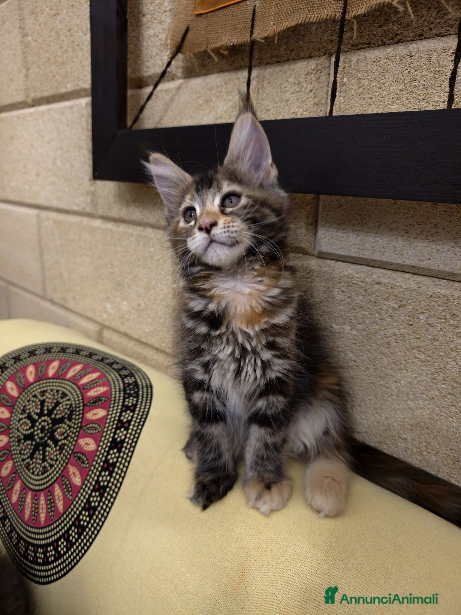 Maine Coon gatti Bellissima cucciola Maine Coon  - Annuncio 2