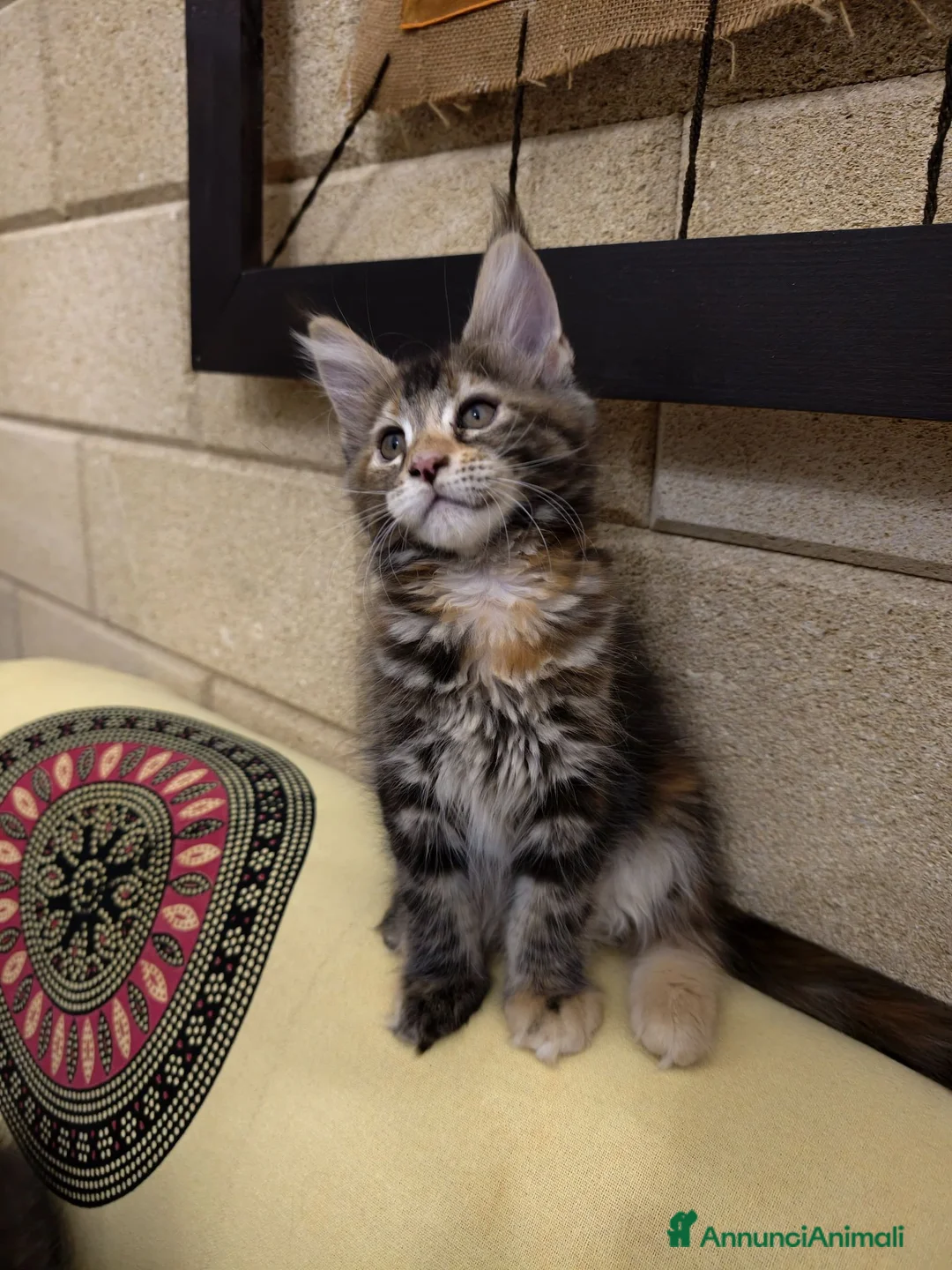 Maine Coon gatti in vendita: Bellissima cucciola Maine Coon  - Annuncio 1