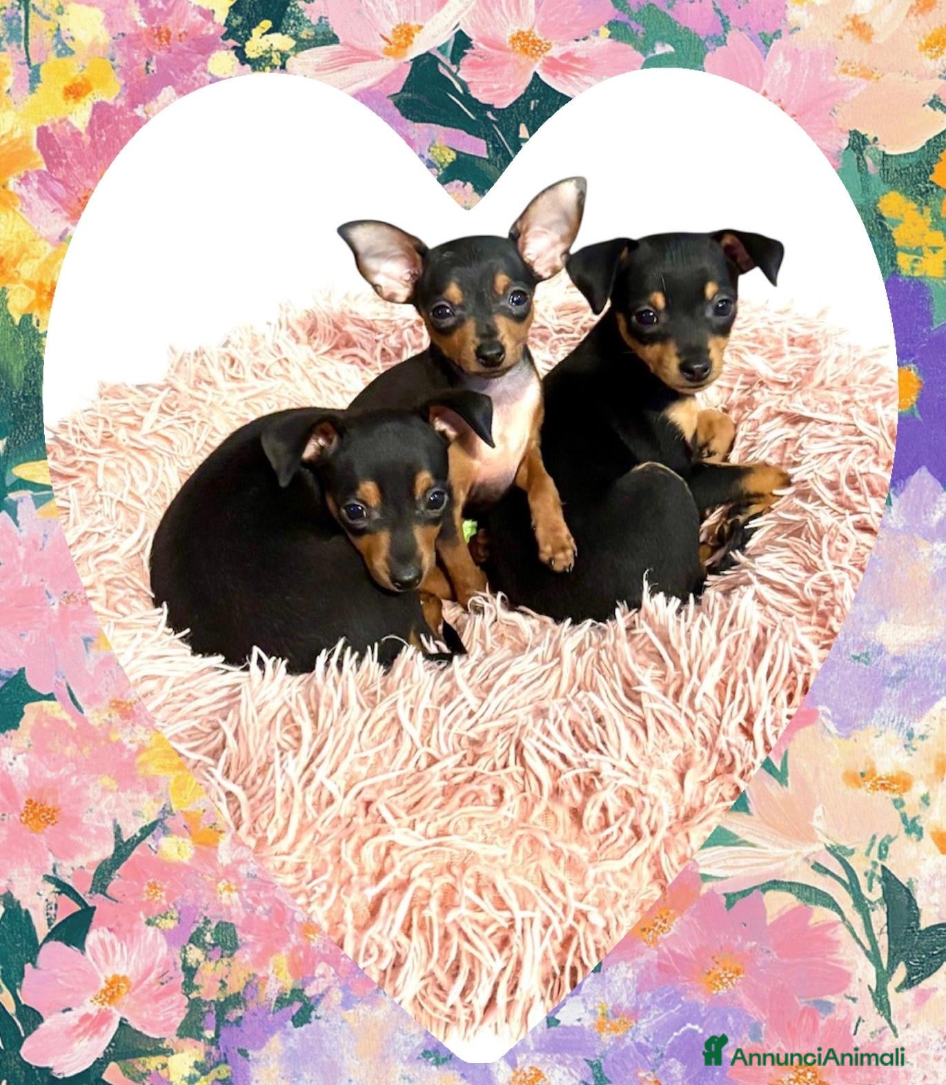 Pinscher Miniatura cani disponibile ultimo maschietto Prague Ratter - Annuncio 4